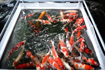 館内の鑑賞池内の錦鯉