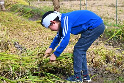 稲刈りをする男の子の画像