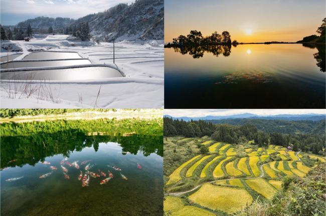 棚田、雪景色、錦鯉の写真